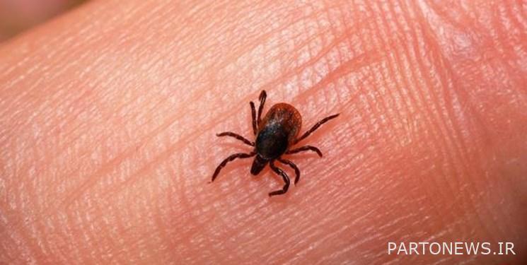 Veterinary advice on Crimean Congo fever
