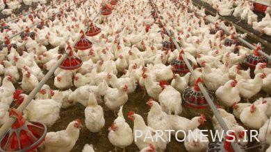 Delivery of term input to chicken producers / exporters was released