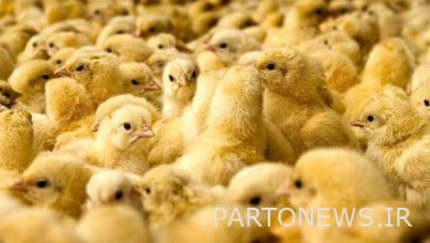 Poultry slaughter will be purchased with strict implementation of government support package / Poultry production surplus