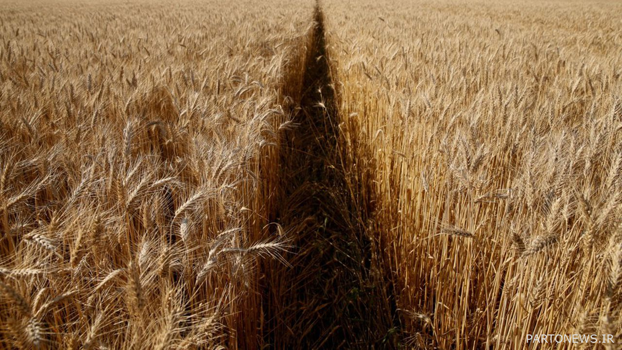 حرب أوكرانيا وانعدام الأمن الغذائي والحاجة إلى استعادة ثقة السوق من خلال شفافية المعلومات