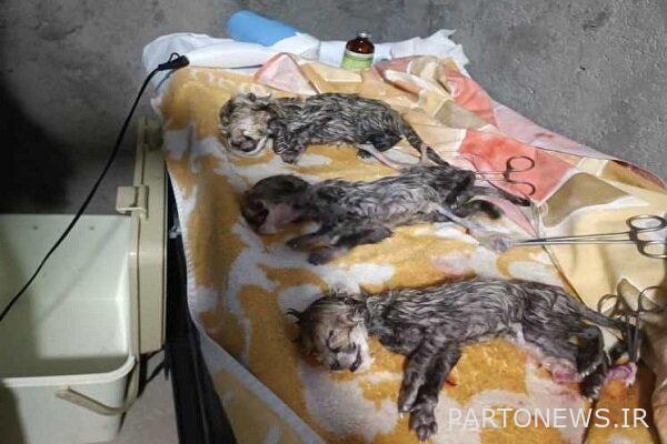 Death of one of the three Iranian cheetah cubs due to a congenital disease