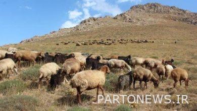 Guaranteed purchase of livestock from farmers begins this week
