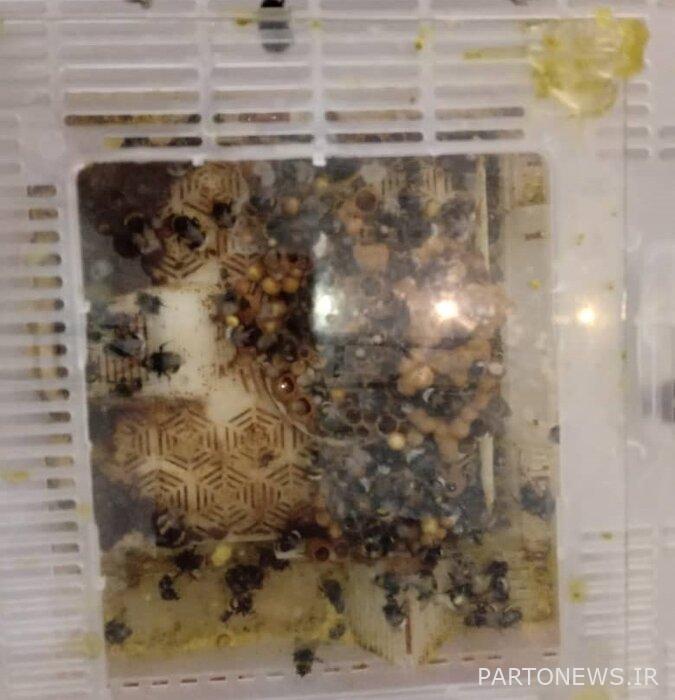 Production of velvet bees adapted to the climatic conditions of Iran / Photo + Video 