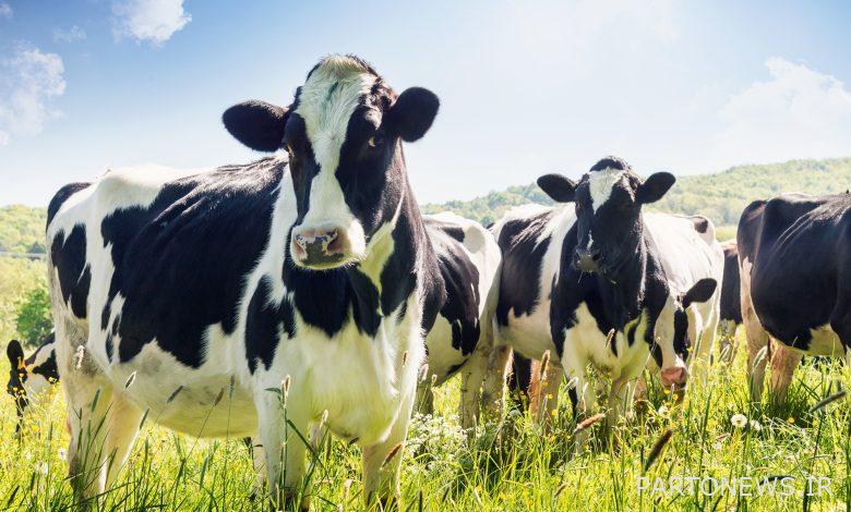 کمک به دامداران در پرورش گاوهای سالم | اخبار MIT