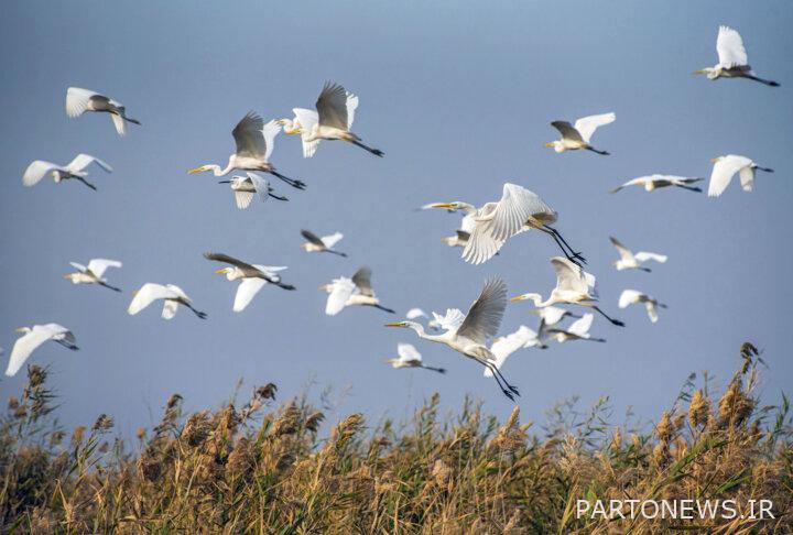 پرنده‌نگری