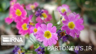 کشت بافت گیاهان زینتی در کشور روند توسعه ای را طی می کند