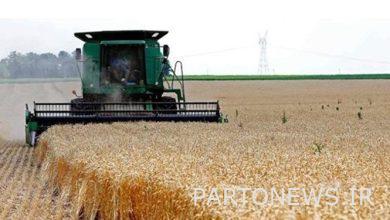 Guaranteed purchase of 6.5 million tons of wheat this year