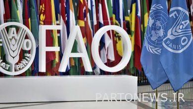 FAO: Wheat production in Iran will increase by 4 million tons this year