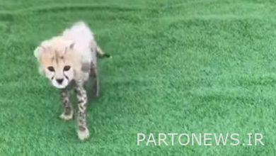 Choosing the name "Pirooz" is good for the only child of "Iran" / now "Pirooz" is 47 days old