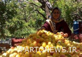 The first apricot festival was held in Mahneshan