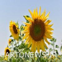 Beautiful sunflower fields in North Khorasan