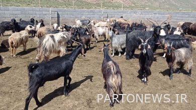 Sale of livestock outside the approved rates in the supply stations of Tehran province