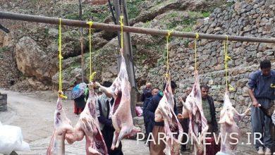 Implementation of the plan to intensify health and religious supervision on the day of Eid Al-Adha / People should buy the slaughtered animals from authorized places