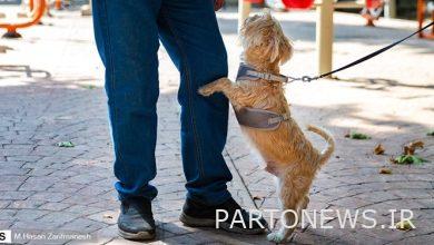 Unauthorized pet market is organized