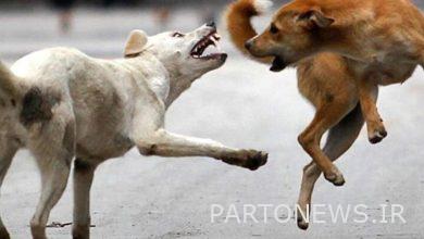 There are 400,000 dogs without owners in Tehran province/don't feed stray dogs