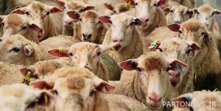Forecasting the supply of 15 to 25 thousand heads of livestock on the day of Eid al-Adha