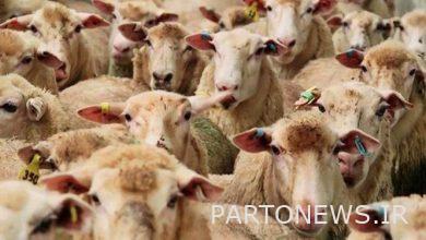 Forecasting the supply of 15 to 25 thousand heads of livestock on the day of Eid al-Adha