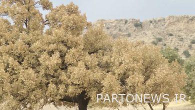 My Persian 3 solutions to strengthen the forests of Zagros / why the oaks were killed by the pest