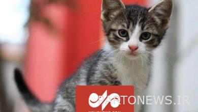 Uninvited cat in the middle of a live TV show!