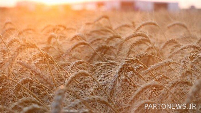 الغاز والقمح والأسلحة.  ماذا تستفيد أمريكا من الحرب في أوكرانيا؟