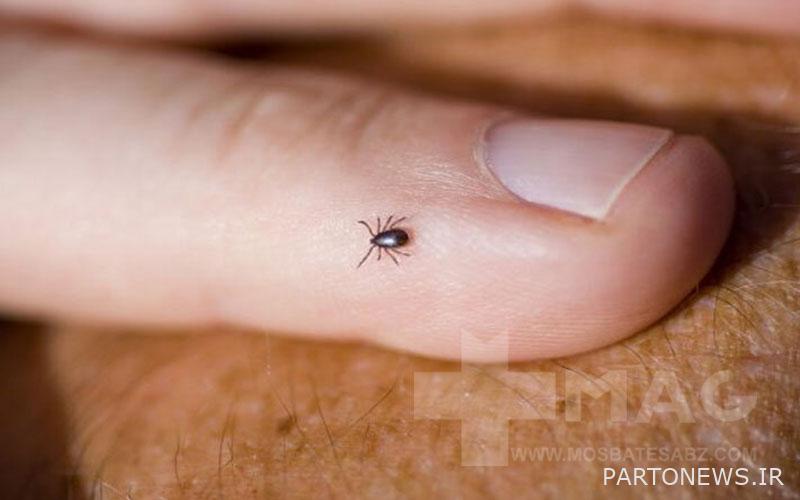 Ways of disease transmission