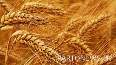 Another 5 thousand billion tomans were deposited into the accounts of the country's wheat farmers