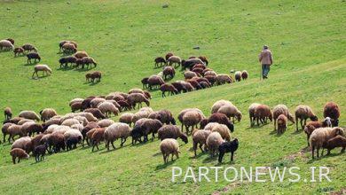 Investigating the dimensions of livestock export / the need to remove excess livestock from pastures in order to preserve natural resources