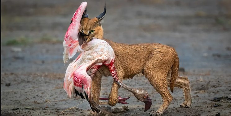 Amazing photos of wildlife 2022 / the best in the world are identified + photo