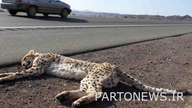 The family of the lost cheetah is still unknown/concern about the return of the cheetah family to the dangerous road
