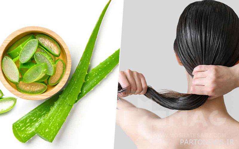 Properties of aloe vera for skin and hair