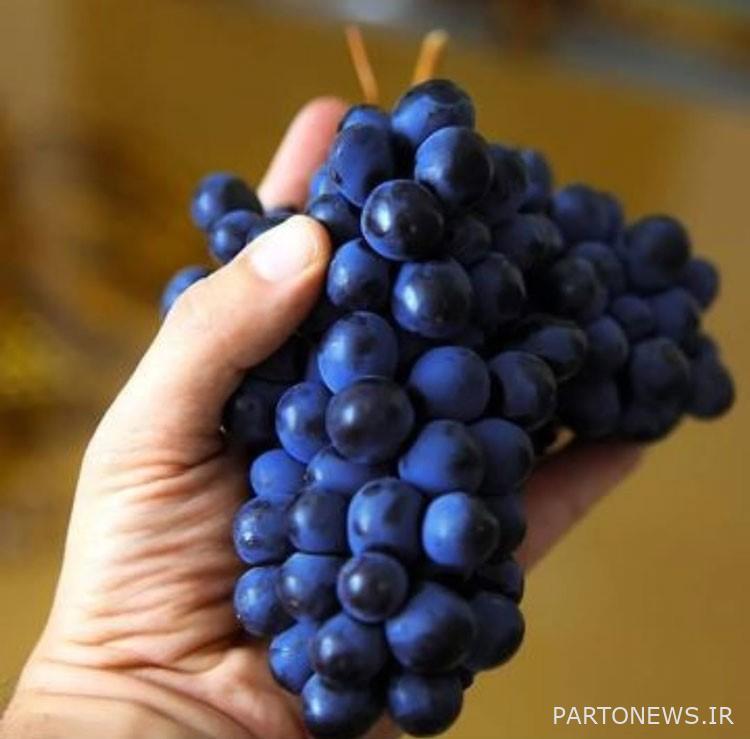 Black grapes and the treatment of fatty diseases