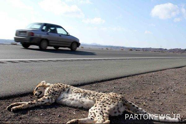   Habits of cheetahs