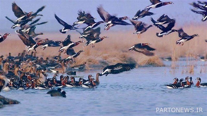 The migration of Asian birds to Kohgiluyeh and Boyer Ahmad and the opportunity of "bird watching"