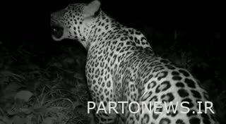 The occurrence of an accident with a leopard in Firouzkoh