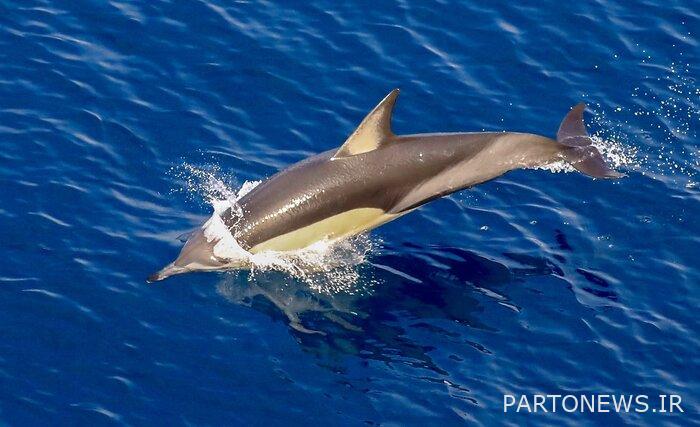 Bottlenose dolphins