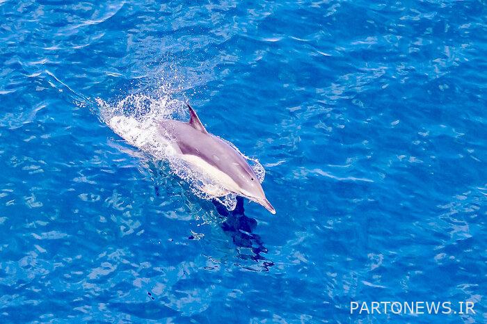 Bottlenose dolphins