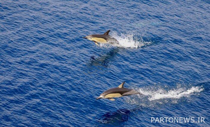 Bottlenose dolphins