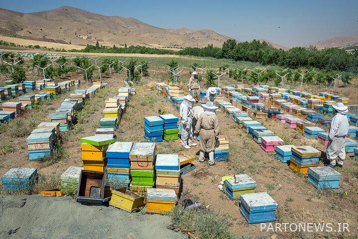 Kermanshahi entrepreneur family; Producers who multiplied 10 beehives by 200