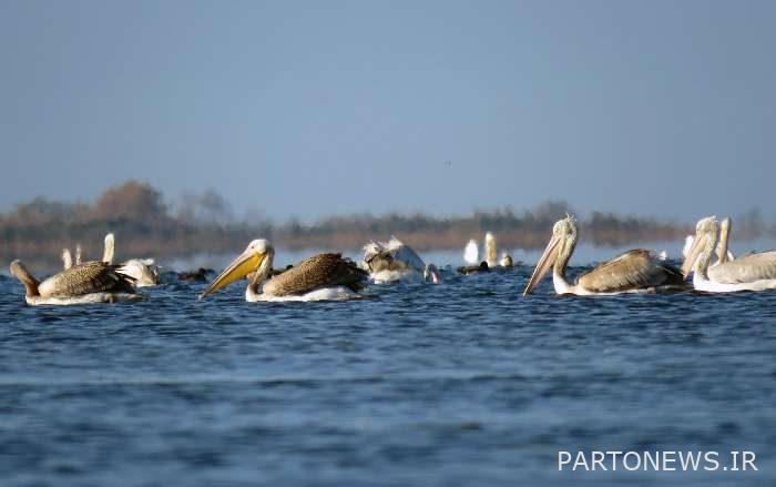 Migratory birds