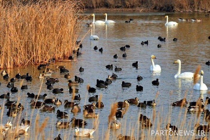 Migratory birds