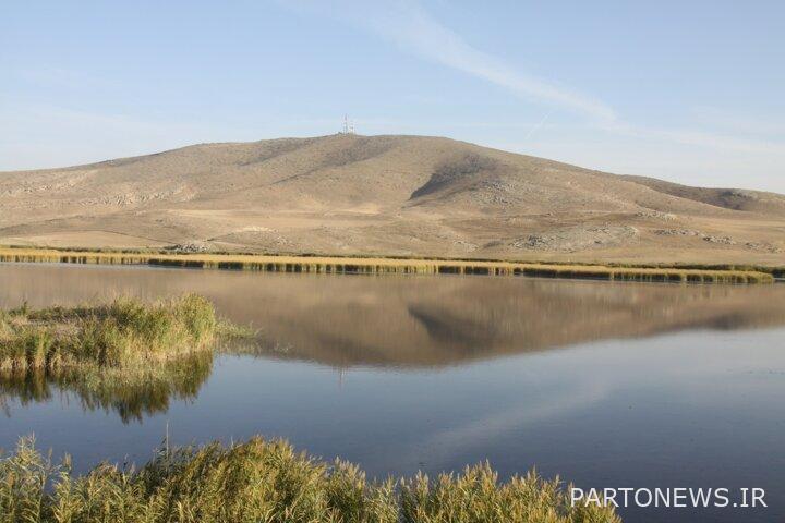 Migratory birds