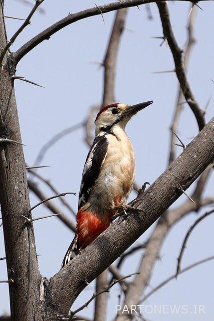 مشاهدة الطيور