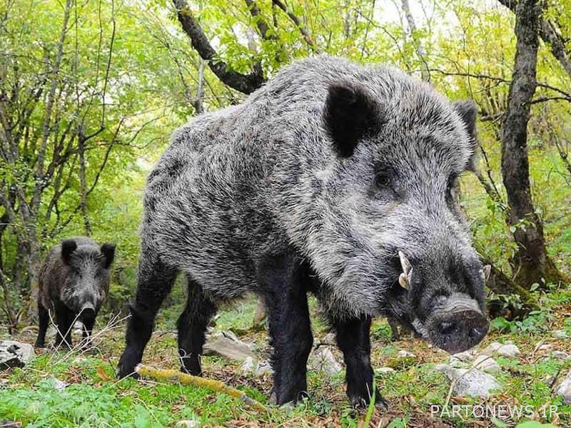 Golestan National Park