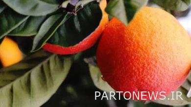 The production forecast of 5.6 million tons of citrus fruits in the country/ 150 thousand tons of citrus fruits was issued