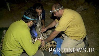 Broadcasting the operation of reviving the leopard from Documentary Network - Mehr News Agency  Iran and world's news