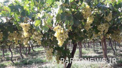 وكالة مهر للأنباء: اختيار "صفدشت" لجولة طهران هذا الأسبوع  إيران وأخبار العالم