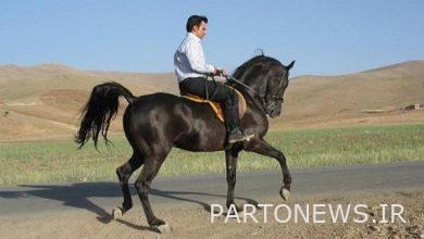 مهرجان الخيل الكردي الدولي يقام في قصر شيرين
