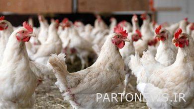 6 استراتيجيات للحد من خسائر مزارعي الدجاج / الدجاج يجب أن تكون متوافقة مع احتياجات السوق