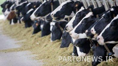 Contract production of red meat and long-term sale of livestock inputs are implemented