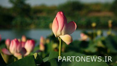 تم تسجيل Niloofer Lagoon من Mazandaran في قائمة الأعمال الوطنية للبلاد